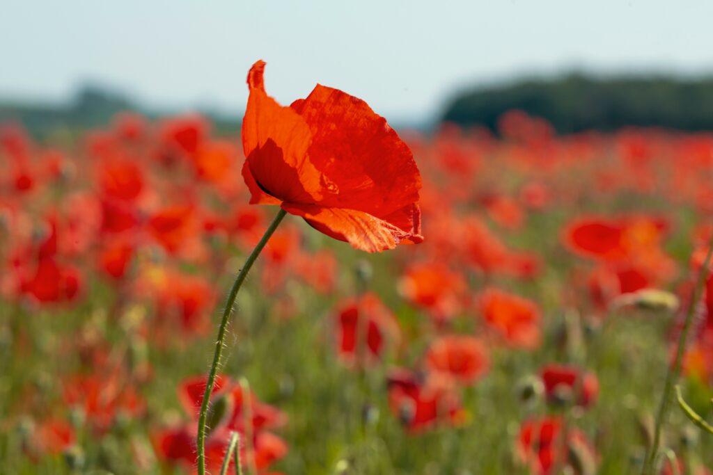 Remembrance Day
